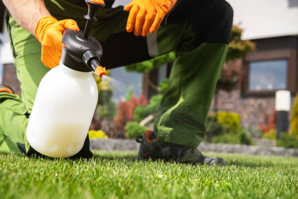 Best Flea Control Services  in Pearl River, LA