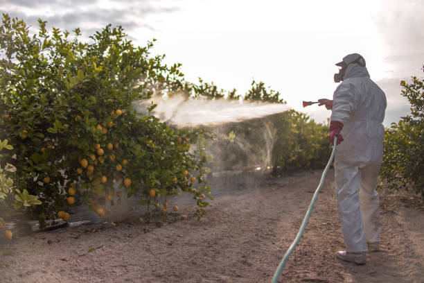 Best Ant Control Services  in Pearl River, LA