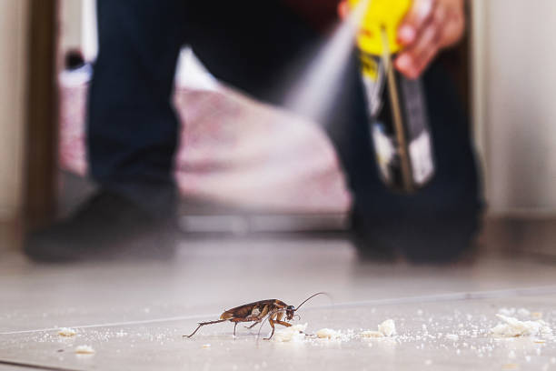 Best Termite Control Services  in Pearl River, LA